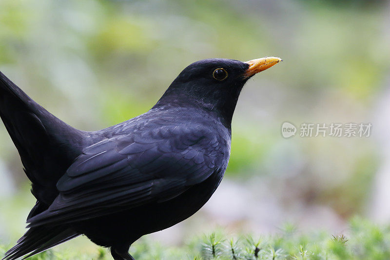 黑鸟(Turdus merula)男性肖像